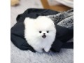 gorgeous-teacup-pomeranian-puppies-for-christmas-small-0