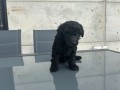poodle-male-with-pedigree-vea2-small-4